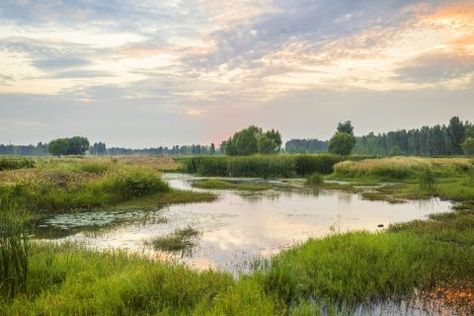 Wetland Plants | How to Care for Wetland Plants | Tips and Tricks for Wetland Plants | How to Incorporate Wetland Plants into Your Landscape | Wetland Plants Landscape Wetland Plants, Wetland Park, Fountains Backyard, Rain Garden, Foliage Plants, Landscape Projects, Urban Landscape, Landscape Photos, Vector Photo