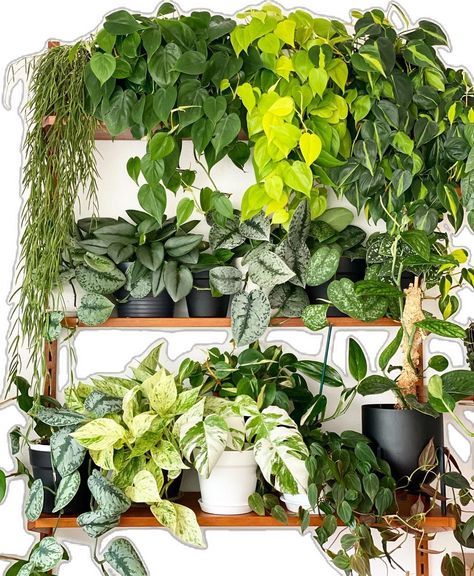 Plant Shelf Decor, Indoor Plant Hacks, Houseplants Decor, Easy Indoor Plants, Indoor Plants Styling, Philodendron Plant, Indoor Trees, Chinese Evergreen, Pothos Plant