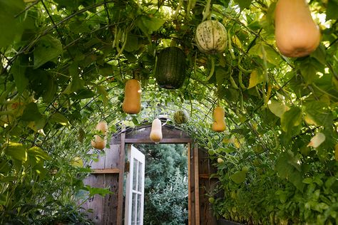 How to Build a Butternut Squash Garden Trellis - EatingWell Butternut Squash Trellis, Squash Garden Trellis, Butternut Squash Garden, Grow Squash Vertically, Squash Garden, Pumpkin Trellis, Squash Trellis, Cattle Panel Trellis, Vegetable Trellis