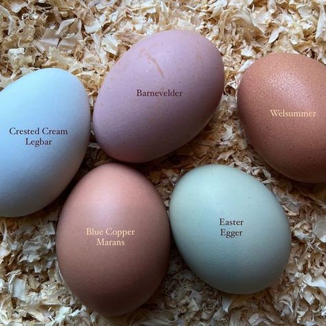 Delaware Chicken Egg Color, Barnevelder Chicken Egg Color, Chickens Backyard Breeds, Chicken Egg Colors, Selling Eggs, Egg Colors, Backyard Coop, Farm And Garden, Cute Chicken Coops