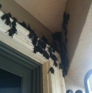 wish this was my house :) Scary Bat, Baby Bats, Vampire Bat, Cute Bat, In This House We, Creature Feature, Our House, Animals Friends, My House