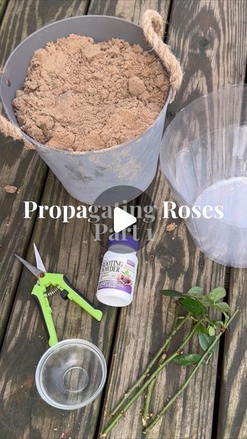 Michelle Nicole Blair on Instagram: "Propagating Roses Pt. 1🌹

I’m trying two different types of cuttings for propagation this go around because I’ve recently learned you can take them from just under spent blooms and I’m excited to see how things turn out! 

Late spring + early summer is a good time to try this with roses if you’re interested! All you’ll need is a container, sand, rooting hormone, and rose cuttings. If you live in a dry climate you’ll also want to consider adding a domed shape clear top to cover and retain moisture during these few weeks. If you’re in the rainy season of a warm humid climate you should be okay either way! 

If you’re an expert rose propagator I’d love to hear your best tried and true tips for success! 👇💗

#roses #propagatingroses #propagation #gardenin Roses Propagation, Rose Propagation In Water, Plant Cuttings Propagation, Rose Of Sharon Propagation, Propogate Roses From Cuttings, Propagating Roses, Rose Cuttings, Rooting Hormone, Go Around