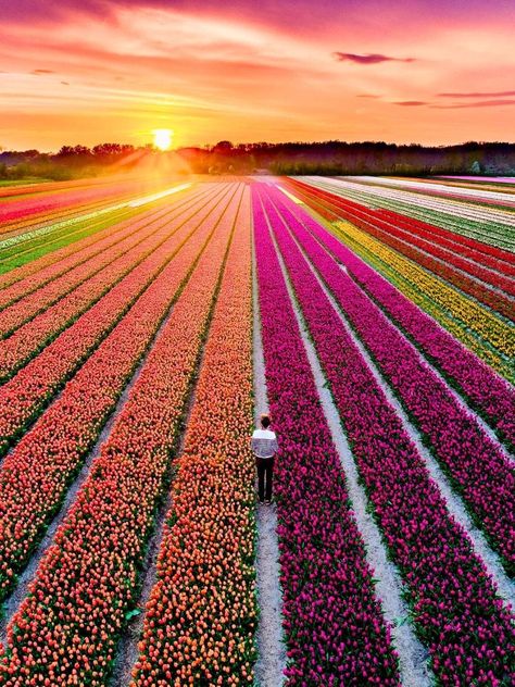 Tulip fields in Amsterdam Netherlands Nature, Tulip Fields Netherlands, Amsterdam Tulips, Tulip Farm, Amsterdam Photos, Tulip Field, Tulip Season, Paradise Flowers, Amsterdam Canals