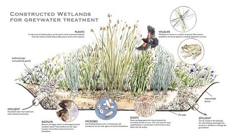 Constructed Wetland, Landscape Plane, Grey Water System, Urban Design Diagram, Urban Design Graphics, Interior Architecture Drawing, Urban Agriculture, Water Projects, Urban Nature