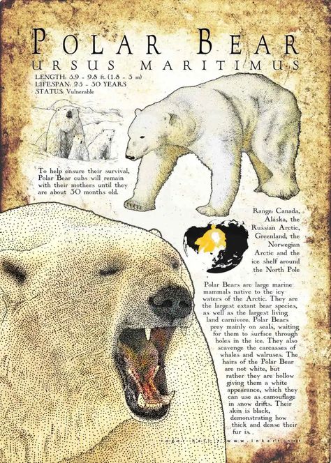 Polar Bear Polar Bear Infographic, Zoology Notes, Informative Poster, Polar Bear Facts, Animal Infographic, Bear Species, Pig Breeds, Bear Poster, Polar Bear Art