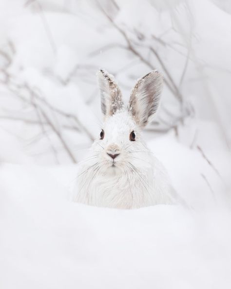 Maxime Legare-Vezina on Instagram: “A shy little snowman ☃ . . . . #explore_wildlife_ #macro_turkey #nb_nature_brilliance #majestic_wildlife #animal_sultan #animalelite…” Bunny In Snow, Winters Tafereel, Arctic Hare, Winter Christmas Scenes, Cute Bunny Pictures, White Rabbits, I Love Winter, Snow Bunnies, Bunny Pictures