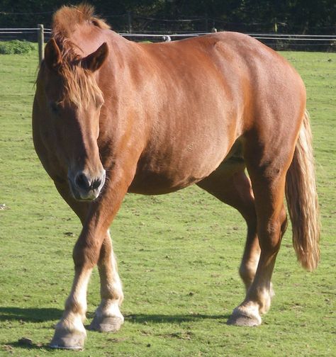 Suffolk Punch Chestnut Draft Horse, Suffolk Punch Horse, Suffolk Punch, Pony Breeds, Draft Horse, Average Height, East Anglia, Draft Horses, Beautiful Horses