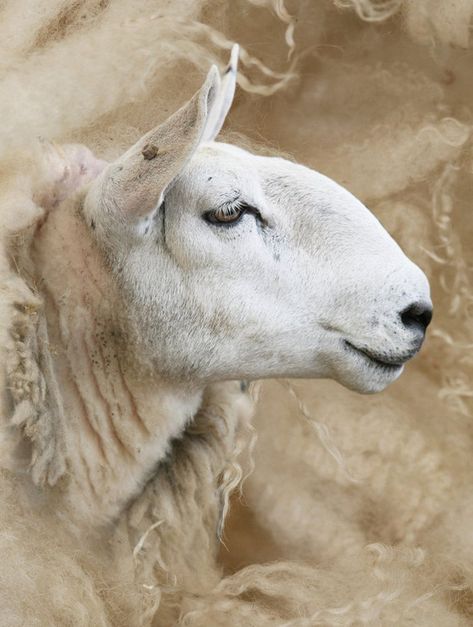 Sheep and wool canvas print Cheviot ewe set against wool background. Ready to hang, no need to frame, high quality giclee print on fine cotton canvas, finished with UV fade inhibitors. 12 x16 inches (30.48 x 40.7cm) deep wrapped frame. Available in other sizes or standard wrapped and framed. Contact for details. Sheep Paintings, Sheep Shearing, The Lost Sheep, Sheep Breeds, Sheep Art, Felt Pictures, Sheep Farm, Sheep And Lamb, Watercolor Animals