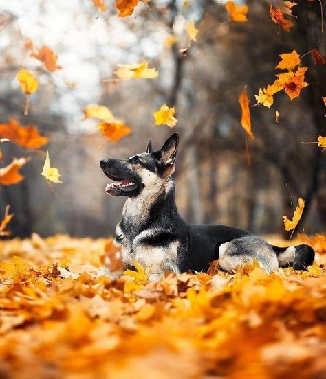 Fall Dog Pictures, Fall Dog Photos, Dogs Language, Fall Dogs, Dog Photoshoot Pet Photography, Dog Foto, Animal Photoshoot, Dog Calendar, Dog Photoshoot