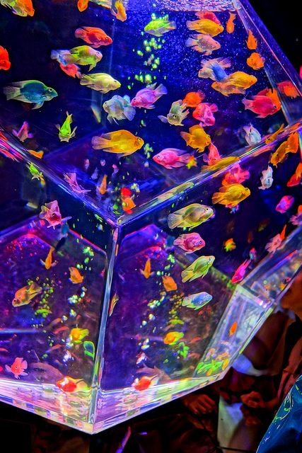 art aquarium 2012 by sugagaga, via Flickr Selamat Hari Valentine, Kid Core Aesthetic, Art Aquarium, Kidcore Aesthetic, Bedroom Wall Collage, Rainbow Aesthetic, Neon Aesthetic, Foto Vintage, Photo Wall Collage