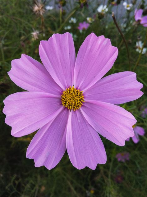 Flowers Real Photography, Photographs Of Flowers, Natural Flowers Images, Upclose Flower, Flowers Reference Photo, Flowers Close Up, Zoomed In Flower, Plant Reference Photos, Flower Up Close