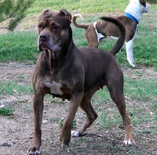 American Bandogge Mastiff ( Bulldog Mastiff Cross) Info, Temperament, Puppies, Pictures Bulldog Mastiff, American Bandogge Mastiff, Muscular Dog, Old English Mastiffs, Mastiff Puppies For Sale, English Mastiff Puppies, Neapolitan Mastiff, Puppies Pictures, Giant Dog Breeds