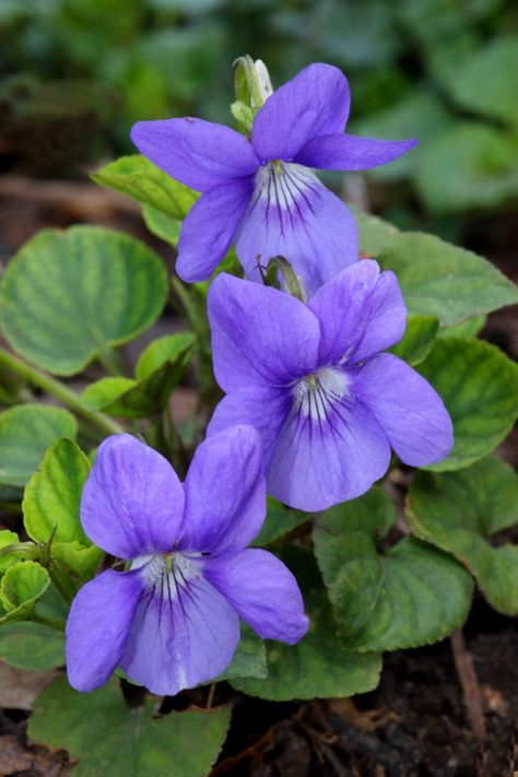 A simple guide to the wildflowers of Britain - Country Life Wild Flowers Uk, Violet Flower Tattoos, Purple Cottage, British Wild Flowers, Purple Wildflowers, Woodland Flowers, Flower Close Up, Sweet Violets, Dandelion Flower