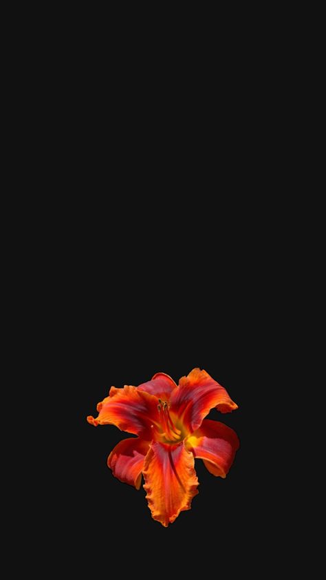 Hibiscus flower aesthetic wallpaper for iPhone Hibiscus Flower Wallpaper, Hibiscus Wallpaper, Black Flowers Wallpaper, Energy Art, Hibiscus Flower, Black Flowers, Summer Wallpaper, Hibiscus Flowers, Flower Wallpaper