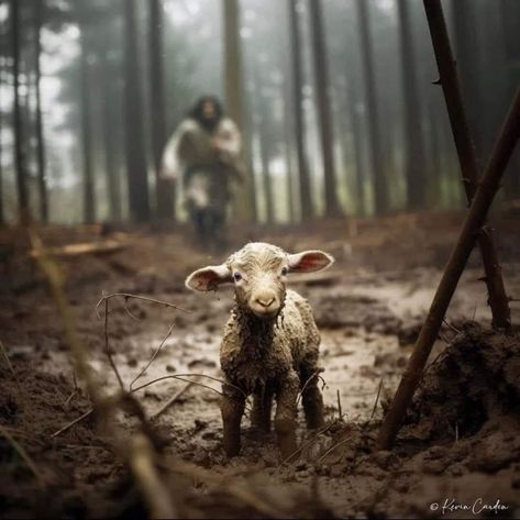 In Search of Lost Sheep Lamb Artwork, Wolf And Lamb, Christ Pictures, Lost Sheep, Jesus Videos, The Lost Sheep, Jesus Prints, The Soldier, Pictures Of Christ