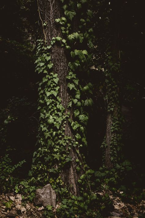 . Vine Astethic, Vines Aesthetic, Elven Forest Aesthetic, Elfhame Forest Aesthetic, Fairy Jungle Aesthetic, Mossy Forest Aesthetic, Nature Witch, Dark Green Aesthetic, Deep Forest