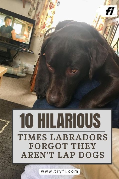 Labradors are known for their friendly nature, boundless energy, and, most amusingly, their forgetfulness that they are, in fact, not tiny lap dogs. Despite their size, these gentle giants often think they’re as petite as Chihuahuas, leading to some hilariously adorable moments. Here are 10 times Labradors proved they're the most lovably clueless breed when it comes to understanding their own size.#LabradorRetriever #FunnyDogMoments #BigDogsBehavingSmall #LabradorMemes Lap Dog Breeds, Dogs Labrador, Labrador Funny, Cuddling On The Couch, Dog Stories, Dog Facts, Lap Dogs, Gentle Giant, Canine Companions