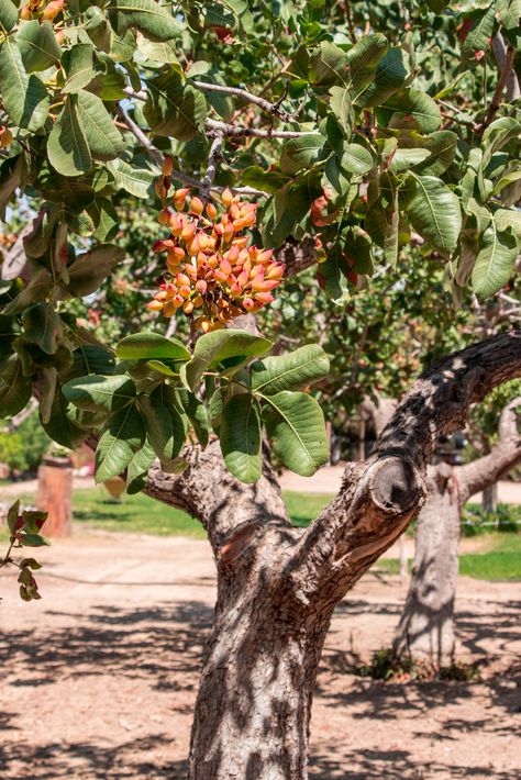 Pistachio Tree Pistachio Tree, Place Branding, Plant Nursery, All About Plants, Pistachio, Nursery, Italy, Plants