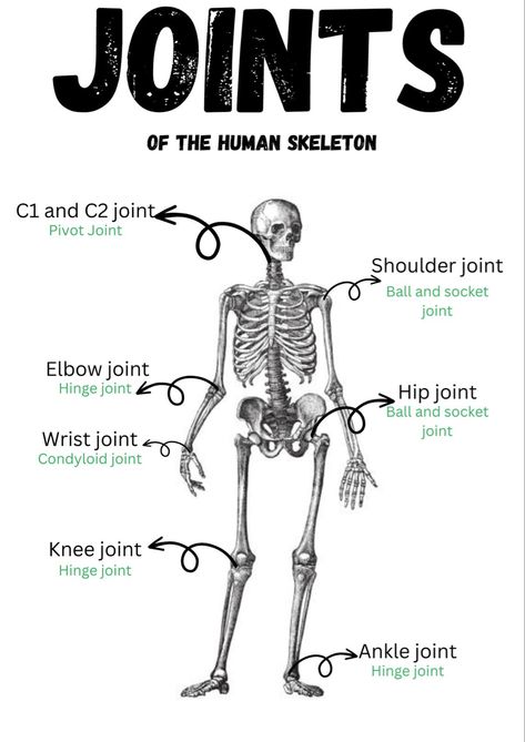 Organs Of The Body Anatomy, Human Anatomy Female, Anatomical Study, Joints Anatomy, The Human Skeleton, Human Skeleton Anatomy, Learn Biology, Radiology Student, Skeleton Anatomy