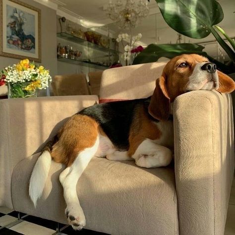 Beagle Breeds, Beagle Dogs, Kaptan Jack Sparrow, Cute Beagles, Pets 3, Beagle Puppy, Beagle Dog, Cats Kittens, Beautiful Animals