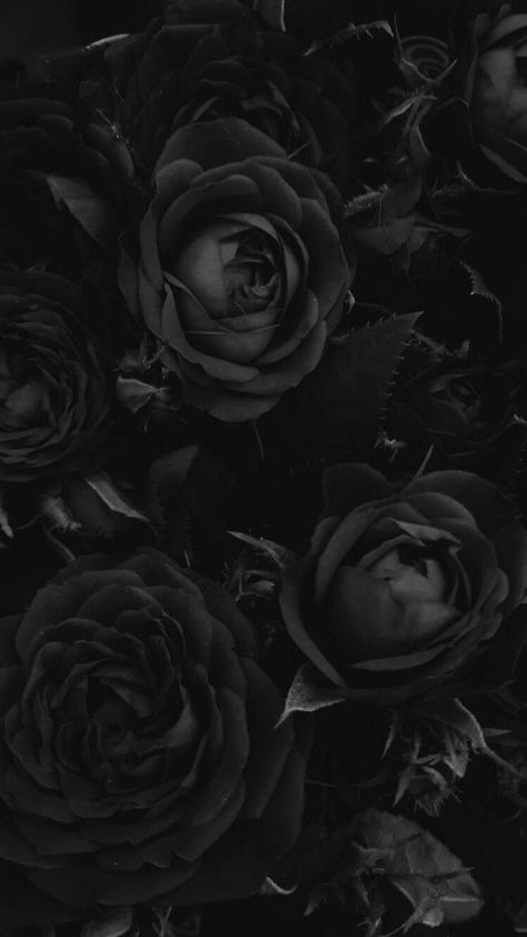 Floral Wallpapers for iPhone and AndroidClick the link below to get the latest Tech News and Gadget Updates Wallpaper Samsung Galaxy, Black Roses Wallpaper, Foto Kelakar, Vintage Foto's, Wallpaper Samsung, Roses Wallpaper, Gothic Wallpaper, Chic Lounge, Cute Black Wallpaper