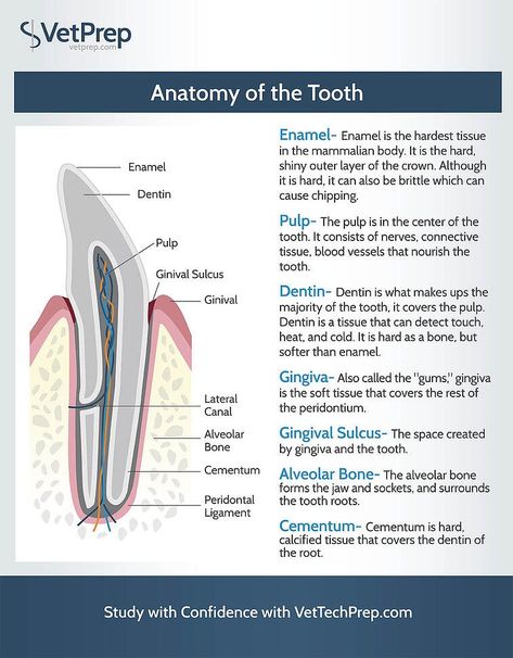 Tech Infographic, Vet Tech Humor, Veterinarians Medicine, Veterinarian Technician, Vet Tech School, Veterinary Tech, Vet Tech Student, Vet Technician, Veterinary Studies