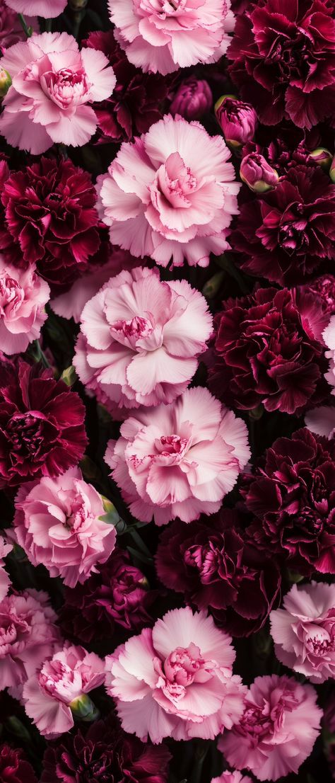 Wallpaper Iphone Realistic, Peacful Wallpapers Aesthetic, Aesthetic Iphone Wallpaper High Quality, Peony Flower Wallpaper Iphone, Iphone Background Girly, Carnations Wallpaper, Carnation Wallpaper, Pretty Wallpapers Backgrounds Beauty, Flower Background Aesthetic