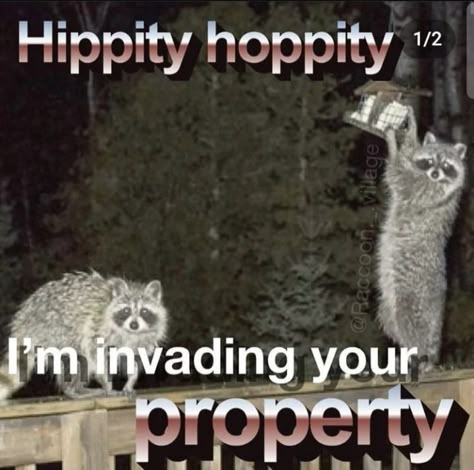 Raccoon Memes, Awesome Possum, Hippity Hoppity, Tank Dresses, Raccoon Funny, Trash Panda, Funny Animal Jokes, Very Funny Pictures, Racoon