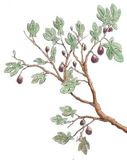 fig tree drawing with figs Fig Tree Outdoor, Fig Tree Drawing, Fig Plant Indoor, Fig Tree Tattoo, Fig Recipes Dessert, Fig Cake Recipe, Fig Recipes Fresh, Fig Newton Recipe, Fig Preserves Recipe