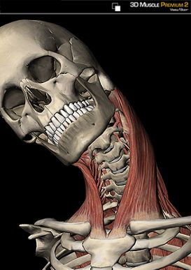 STERNOCLEIDOMASTOID ACTIONS Scm Muscle, Neck Muscle Anatomy, Sternocleidomastoid Muscle, Sports Massage Therapy, Physical Therapist Assistant, Anatomy Bones, Medical Business, Neck Exercises, Muscle Anatomy