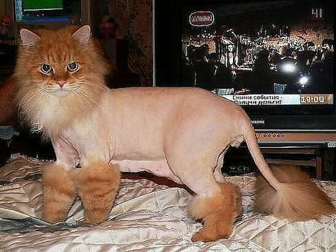 Cat Grooming Styles, Cat Haircut, Cut Cat, Image Cat, Funny Animal Quotes, Cat Breed, Animals Funny, Cat Fashion, Cat Pictures