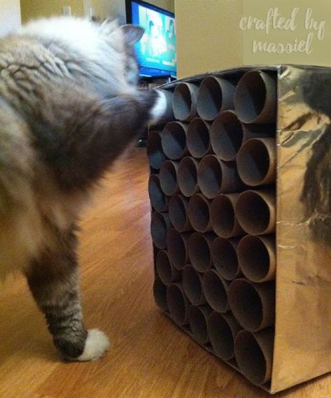 Diy Treat Dispensing Cat Toy, Diy For Cats Projects, Indoor Cat Enrichment Diy, Handmade Cat Toys Diy, For Cats Diy, Diy Cat Projects, Cat Enrichment Toys, Cat Stimulation Ideas, Enrichment For Cats