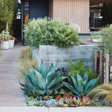 In Los Angeles, dwarf olives (O. europaea ‘Mantra’) mix with succulents and Stipa feather grass to soften board-formed-concrete walls. #gardenista #garden #lowwater #gardenideas Bedroom Greenery, Daniel Nolan, Dry Gardens, Backdrop Bedroom, Low Water Landscaping, Succulent Garden Landscape, Ficus Pumila, Succulent Landscape Design, Low Water Gardening