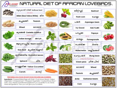 Natural Diet of African Lovebirds. Budgie Food, Parrot Care, Parrot Diet, Love Birds Pet, African Lovebirds, Conure Bird, Ring Necked Parakeet, Birds Pet, African Birds