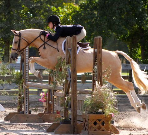 Palomino Horse Jumping, Horseback Aesthetic, Hunter Jumper Aesthetic, Horse Hunter Jumper, Pony Finals, Hunter Jumping, Pony Hunters, Beautiful Horses Wild, Hunter Jumper Horses