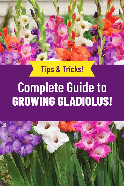 Growing Gladiolus In Pots, Gladiolus Growing Tips, How To Care For Gladiolus, Gladiolus Bulbs How To Plant, When To Plant Gladiolus Bulbs, Planting Gladiolus Bulbs In Containers, Growing Gladiolus Bulbs, Gladiolus Garden Ideas, Gladiolus Flower Garden