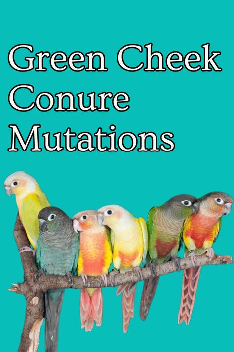 Love green cheek conures? There are so many different mutations of green cheek conures, take a look and see which one is your favourite?!🦜🦜🦜 #greencheeks #greencheekconure #greencheekconures #parrots #smallparrots #birds #birbs #conure #conures #greencheek Pineapple Green Cheek Conure, Moon Cheek Conure, Green Cheek Conure Cage Setup, Green Cheeked Conure, Pineapple Conure, Sheldon The Tiny Dinosaur, Types Of Green, Conure Bird, Green Cheek Conure