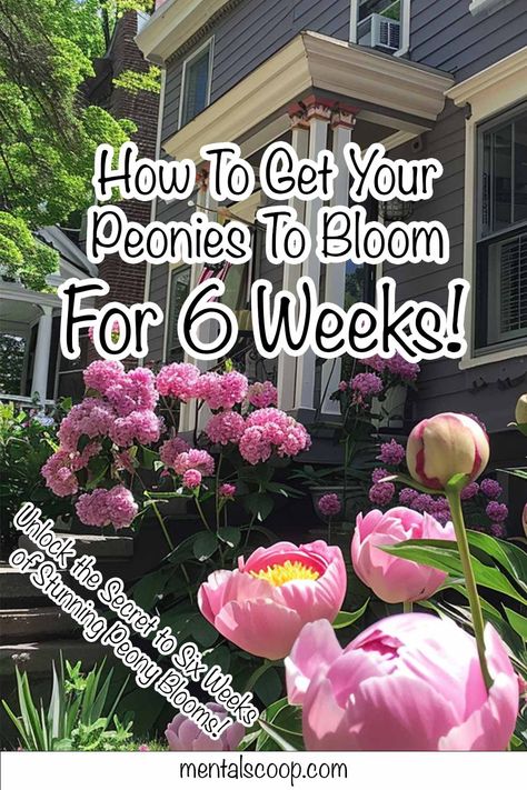 How To Get Your Peonies To Bloom For 6 Weeks! How To Split Peonies, Peony Garden Landscaping, Types Of Peonies, Peony Flower Garden, Peony Plant, Michigan Garden, Peony Farm, Peony Care, Repotting Orchids