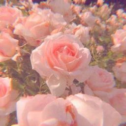 Pink Nature, Soft Pink Theme, Aesthetic Roses, Cat Air, Rosé Aesthetic, Pastel Pink Aesthetic, Pink Vibes, Pink Themes, Picture Collage