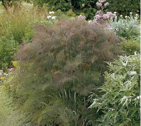 Bronze fennel is an Italian heirloom delightful not only for culinary purposes, but it is also decorative and attracts swallowtail… Bronze Fennel, Fall Perennials, Foeniculum Vulgare, Insect Species, Anise Seed, Herb Gardens, Fragrant Garden, Amaryllis Bulbs, Lily Bulbs