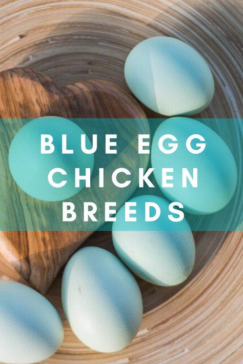 Best Egg Layers Chicken Breeds, Rainbow Egg Layers, Americana Chickens Eggs, Blue Chicken Eggs, Largest Chicken Breed, Chicken Egg Colors, Breeds Of Chickens, Happy Chickens, Laying Chickens Breeds