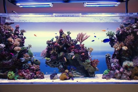 Reef Tank Design, Reef Aquascaping, Reef Tank Aquascaping, Aquarium Inspiration, Nano Reef Tank, Saltwater Aquariums, Saltwater Aquarium Fish, Saltwater Fish Tanks, Reef Tanks