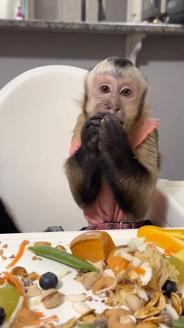 Kiala Capuchin on Instagram: "Kiala and Kylo pre gaming before the Cowboys beat Tampa Bay tonight! #HowBoutThemCowboys #kiala_capuchin #kylo_capuchin #monkeys #animals #cute #adorable #capuchin #dinner #healthyeating #vegetables #fruits" Monkey Aesthetic, Capuchin Monkeys, Capuchin Monkey, How Bout Them Cowboys, Animals Cute, Wild Life, Monkeys, Tampa Bay, Tampa