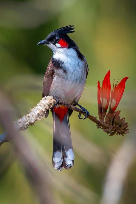 Red whiskered bulbul sitting on the branch in the forest Butterflies Reference Photo, Indian Birds Photography, Bird Reference Photos For Artists, Animal Reference Photos For Artists, Bird Photos Photography, Nature Watercolor Art, Birds Photography Nature, Blue Bird Art, Rose Flower Pictures