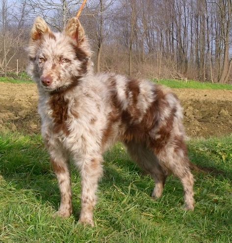 Whether or not you agree that dogs are man's best friend, I hope we can at least agree that they're an endless source of wholesome and heartwarming moments. Unique Animals Beautiful, Mudi Dogs, Dog Therian, Mudi Dog, Unusual Pets, Dog Oc, Unique Dogs, Red Merle Australian Shepherd, Medium Sized Dogs Breeds