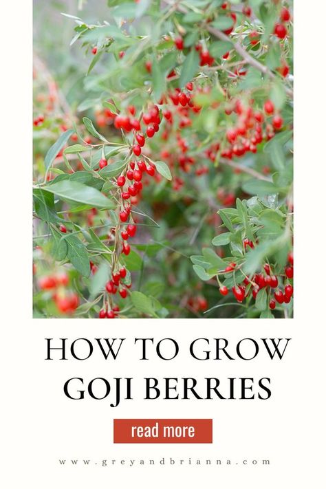 homegrown goji berries Goji Berries Plant, Grow Goji Berries, Goji Berry Plant, Berries Benefits, Growing Goji Berries, Goji Berries Benefits, Berry Benefits, Gogi Berries, Goji Berry Recipes