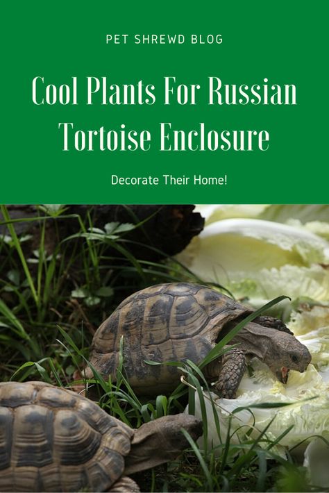 Russian Tortoise Food, Plants For Tortoise Habitat, Russian Turtle Habitat, Tortoise Enclosure Decor, Tortoise Safe Plants, Terrarium For Tortoise, Tortoise Toys Diy, African Spurred Tortoise Habitat, Outdoor Russian Tortoise Enclosure