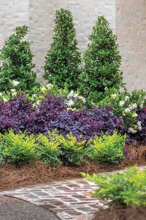 Just the right color and size -- see why we love versatile Red Diamond Loropetalum. Southern Landscaping, Burgundy Foliage, Areas Verdes, Easy Landscaping, Landscaping With Large Rocks, Front Landscaping, Renzo Piano, Front House Landscaping, Dark Burgundy