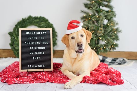 Christmas dog, holiday dog, holiday dog photography, letterboard, Christmas dog photography, studio dog photography Dog Studio Photography Christmas, Dog Xmas Photo Ideas, Labrador Christmas Pictures, Dog Photo Props, Christmas Photo Ideas With Dogs, Christmas Card Dog Photo Ideas, Dog Holiday Card, Baby And Dog Christmas Photo, Dog Santa Photos