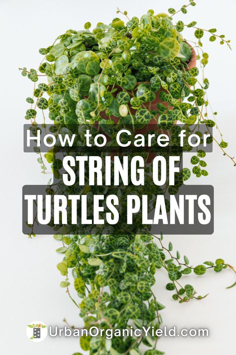 Turtle Shell Plant, String Of Turtles Propagation, How To Propagate String Of Turtles, String Of Turtles Care, Turtle Plant, Christmas Cacti, String Of Turtles, Plant Obsession, Propagate Succulents